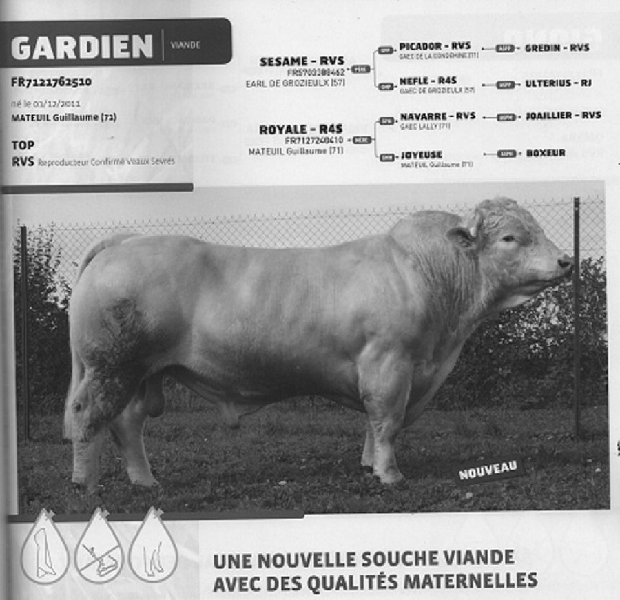 GARDIEN 0019